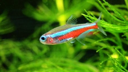 Neonske ribe: sorte, selekcija, njega i uzgoj
