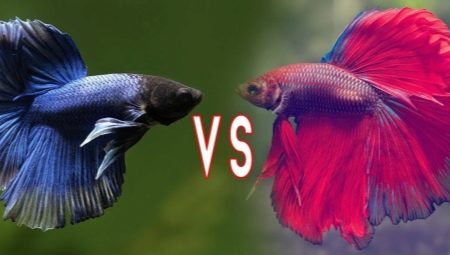 Koktel ribe: sorte, selekcija, njega i uzgoj borbene ribe
