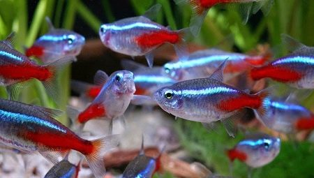 S kim se neonske ribe slažu u akvariju?
