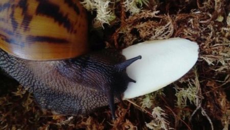 Sepia til snegle: hvordan ser det ud og hvordan man foder dem?