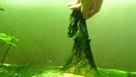 Alga biru-hijau dalam akuarium: sebab dan kaedah kawalan
