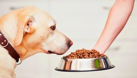 How much dry food per day does a dog need to give?