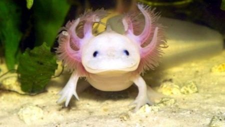 Axolotl saturs mājās