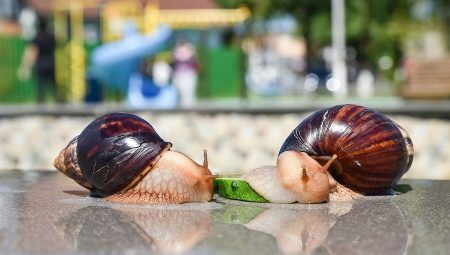 Maintenance and care of snails Achatina at home