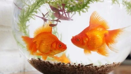 Manutenção e cuidados com o Goldfish
