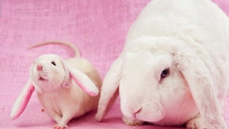 Kaninens (katten) og rottenes kompatibilitet i henhold til den østlige kalenderen