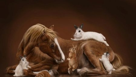 Kompatibilita koní a králíků (kočka)