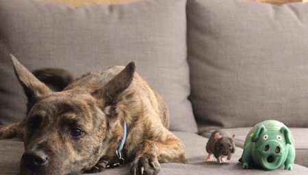 Compatibilità con cani e ratti