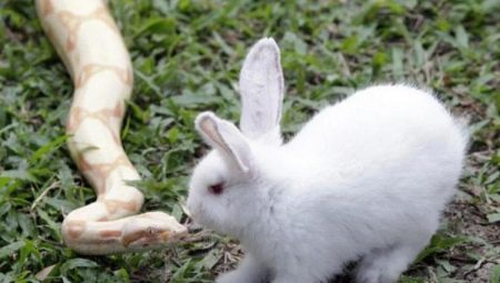 Kompatibilita s hadmi a králikmi