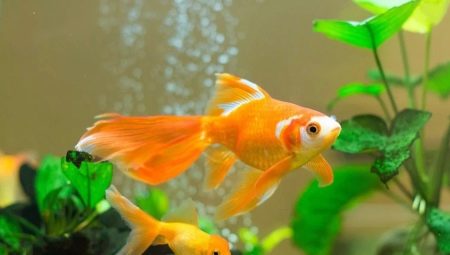 Keserasian Goldfish dengan baka lain