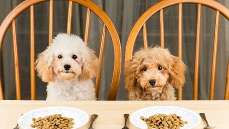 Vergleich von Futtermitteln verschiedener Klassen für Hunde