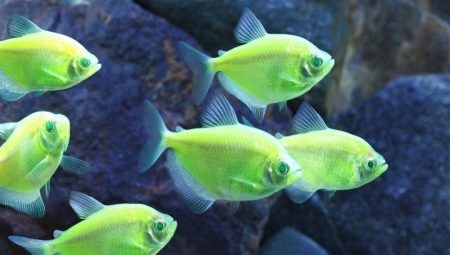 Terence karamell: az akváriumi halak tartása és gondozása