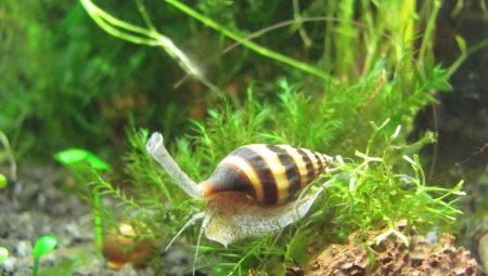 Helena snail: benefits, harms and recommendations for maintenance