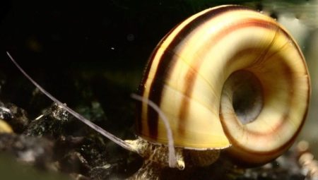 Mariza snail: features of keeping and breeding