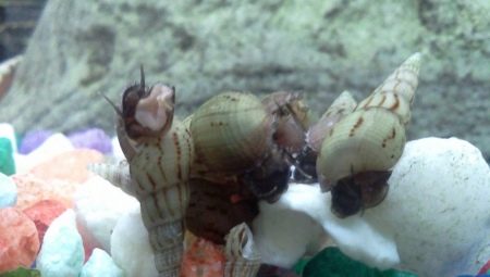 หอยทากเมลาเนีย: พันธุ์การคัดเลือกการดูแลการผสมพันธุ์