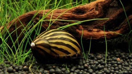 Snail Neretina: gambaran keseluruhan dan tips penjagaan