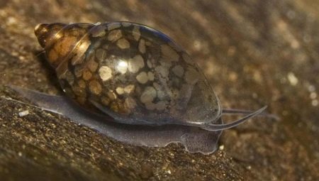 Snails theodoxus: descrizione, regole di allevamento e riproduzione