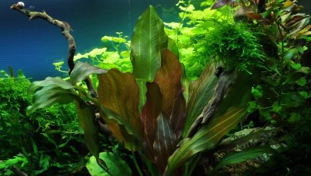Druhy akváriových rastlín