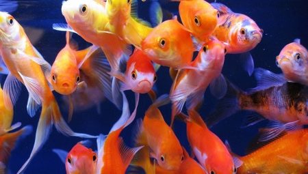 Врсте златних рибица