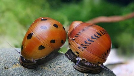 All about snails: features and types, maintenance and care
