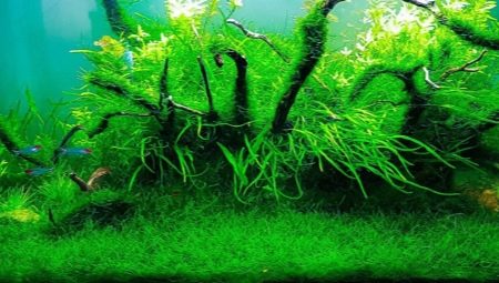 Musgo javanês em um aquário: como crescer e consertar?