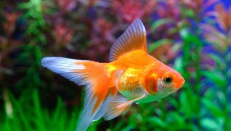 السمكة الذهبية: الأصناف والاختيار والرعاية والتربية