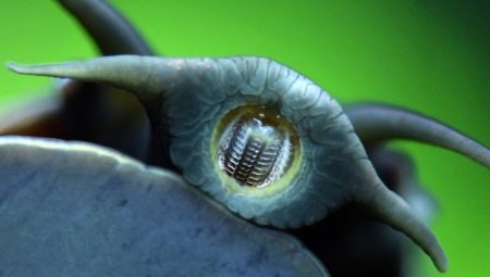 Snailove zuby: koľko ich je a ako sú umiestnené?