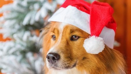 Ano do Cão: Recurso e Compatibilidade