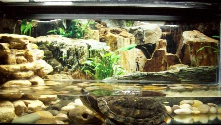 Hvordan udstyres et akvarium til skildpadder?