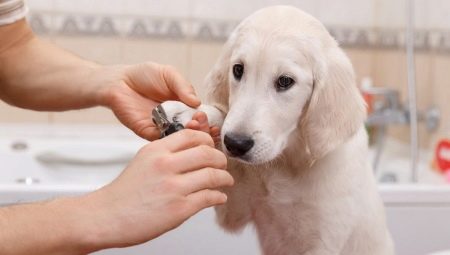 Kaip namuose sutvarkyti šuns nagus?
