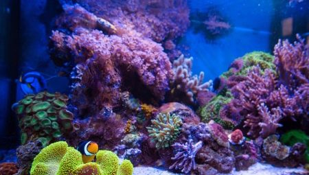 Marine aquariums: fish and equipment selection, launch rules
