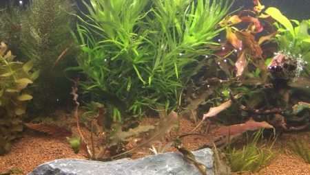 Nitrates in an aquarium: the norm, how to increase or decrease?