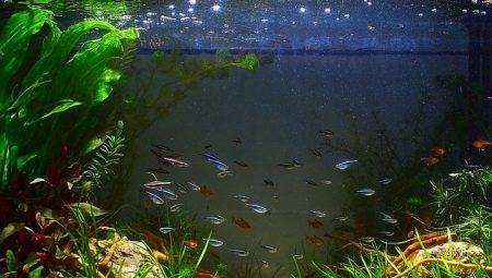 Repornește acvariul: cum să înlocuiești corect apa?