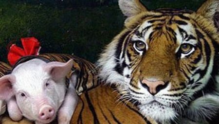 Kompatibilita s kancom a tigrom