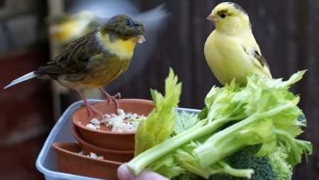 ¿Cómo y cómo alimentar a los canarios?