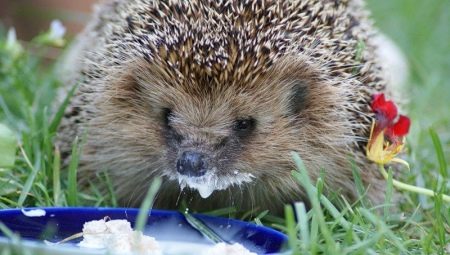 Apa yang dikatakan hedgehogs dan bagaimana untuk memberi makan kepada mereka?