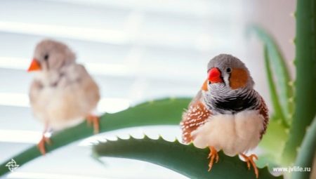 עופות: סקירה של המינים הפופולריים