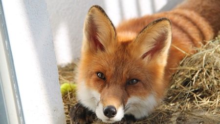 Domácí liška: Kolik let žije, co se živí a jak je udržovat?
