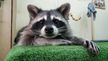 Raccoon ca animal de companie: pro și contra conținutului