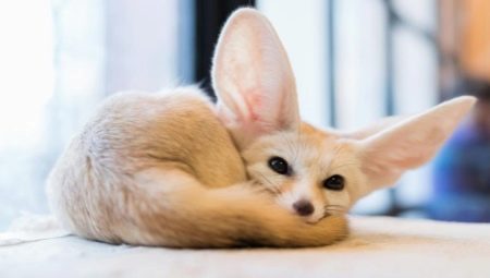 Fenech - všetko o nezvyčajných domácich líškach