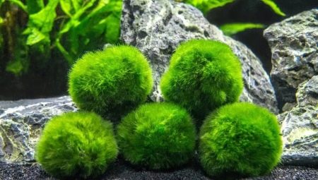 Cladophore spherical: content in the aquarium and reproduction