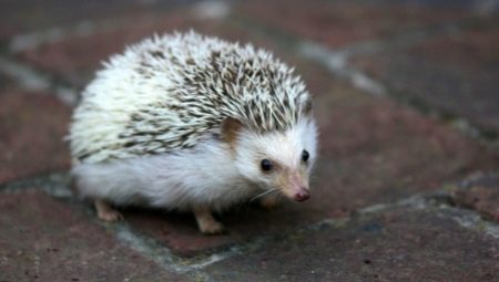 Features of keeping African hedgehogs at home