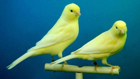 Features of keeping canaries at home