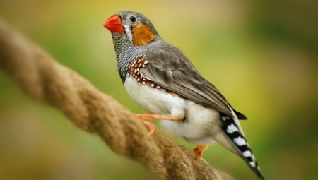 Oiseaux Amadina: types et contenu à la maison