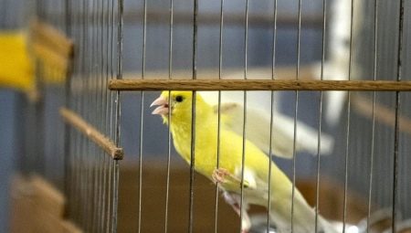 Wie viele Jahre leben Kanarienvögel und wovon hängt es ab?