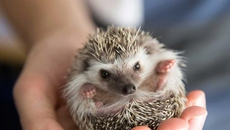 How many hedgehogs live at home?