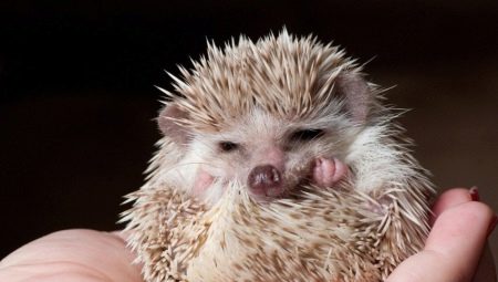All About Domestic Hedgehogs
