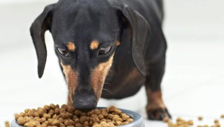 Bagaimana memilih makanan untuk anjing dengan pencernaan sensitif?