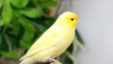 Canaries: breed description, keeping and breeding rules