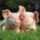 ذكر الجدي المولود في عام الخنزير: صورة شخصية والتوافق في الحب